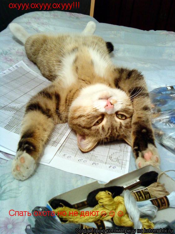 Котоматрица: охууу,охууу,охууу!!! Спать охота но не дают&#9786;&#9786;&#9786;