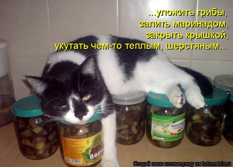 залить маринадом, закрыть крышкой, ...уложить грибы, укутать чем-то теплым, шерстяным...... Котоматрица: залить маринадом, закрыть крышкой, ...уложить грибы, укутать чем-то теплым, шерстяным...