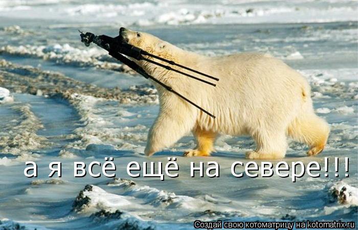 Котоматрица: а я всё ещё на севере!!!
