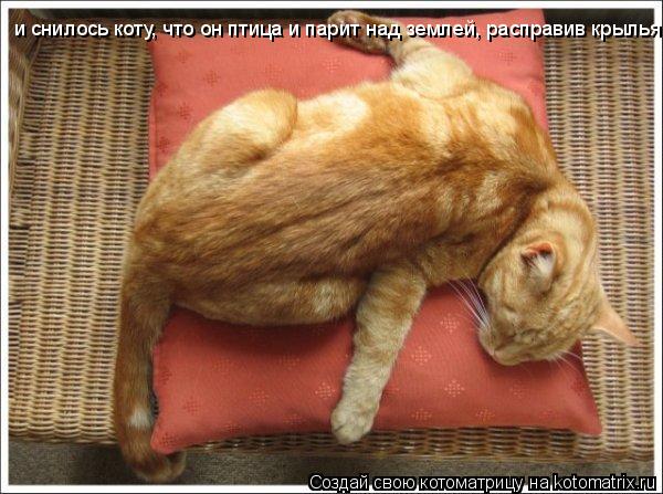 Котоматрица: и снилось коту, что он птица и парит над землей, расправив крылья