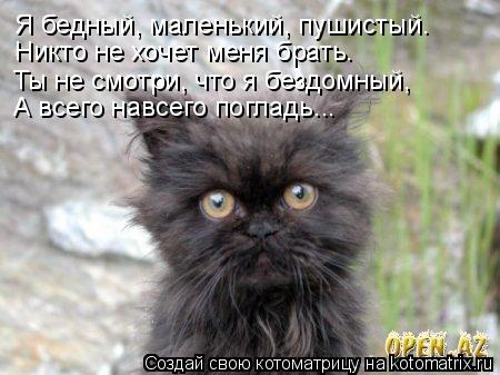 Котоматрица: Никто не хочет меня брать. Я бедный, маленький, пушистый. Ты не смотри, что я бездомный, А всего навсего погладь...