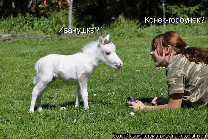 Котоматрица: Конек-горбунек? Иванушка?!