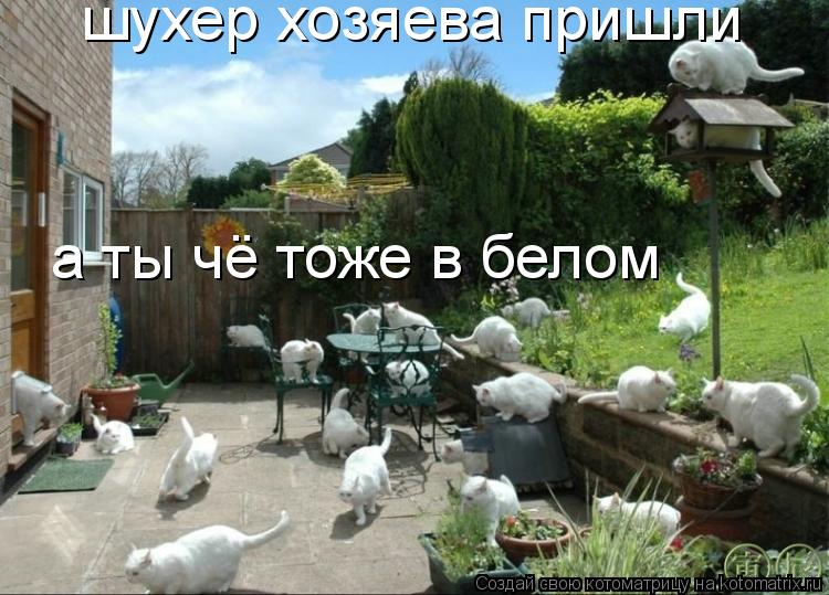 Котоматрица: шухер хозяева пришли  а ты чё тоже в белом