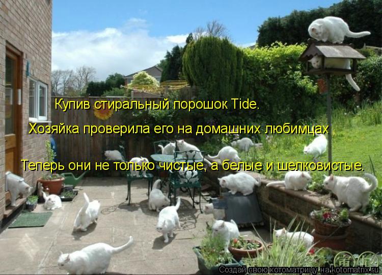 Котоматрица: Купив стиральный порошок Tide. Хозяйка проверила его на домашних любимцах Теперь они не только чистые, а белые и шелковистые.