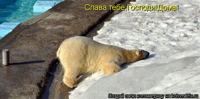Котоматрица: Слава тебе,Господи!Дома!