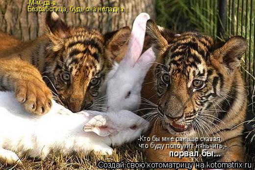 Котоматрица: -М-м-да-а... Безработица, будь она неладна... -Кто бы мне раньше сказал, что буду лопоухих няньчить,- порвал бы...