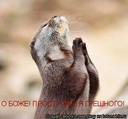 О БОЖЕ! ПРОСТИ МЕНЯ ГРЕШНОГО!... Котоматрица: О БОЖЕ! ПРОСТИ МЕНЯ ГРЕШНОГО!