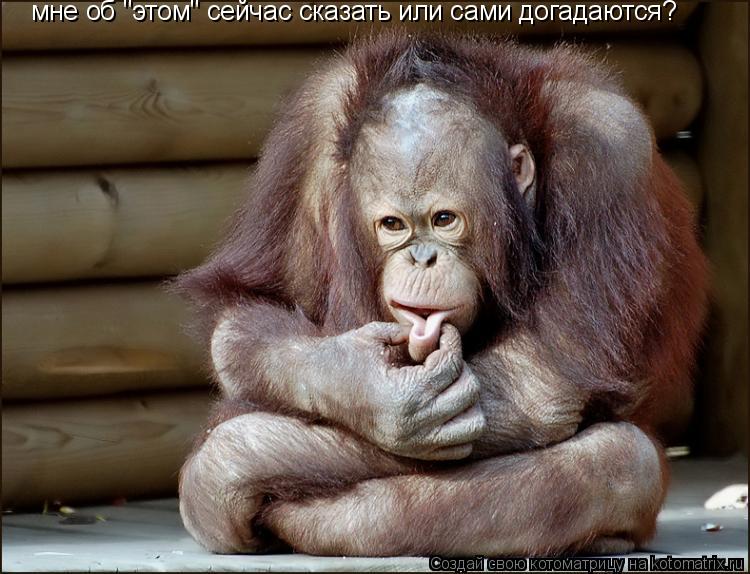 мне об "этом" сейчас сказать или сами догадаются?... Котоматрица: мне об "этом" сейчас сказать или сами догадаются?