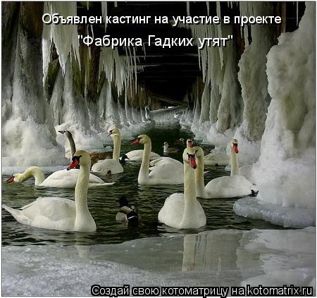 Объявлен кастинг на участие в проекте "Фабрика Гадких утят"... Котоматрица: Объявлен кастинг на участие в проекте "Фабрика Гадких утят"