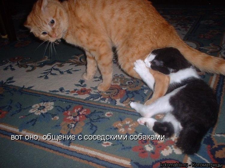 вот оно, общение с соседскими собаками... Котоматрица: вот оно, общение с соседскими собаками