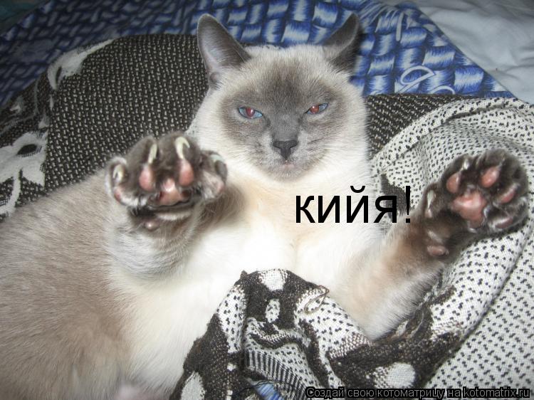 кийя!... Котоматрица: кийя!