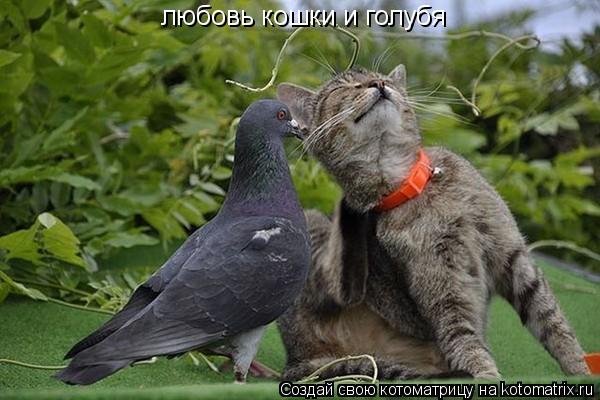 любовь кошки и голубя... Котоматрица: любовь кошки и голубя
