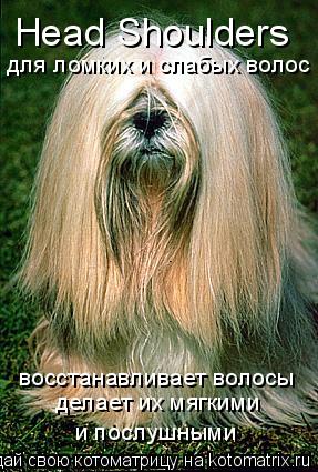 Head Shoulders для ломких и слабых волос восстанавливает волосы делает их мягкими и послушными... Котоматрица: Head Shoulders для ломких и слабых волос восстанавливает волосы делает их мягкими и послушными