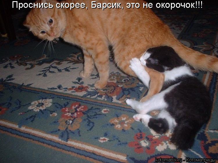 Котоматрица: Проснись скорее, Барсик, это не окорочок!!!