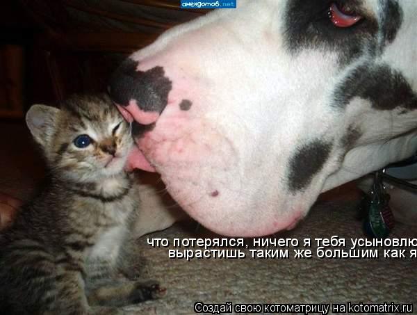 что потерялся, ничего я тебя усыновлю, вырастишь таким же большим как я... Котоматрица: что потерялся, ничего я тебя усыновлю, вырастишь таким же большим как я