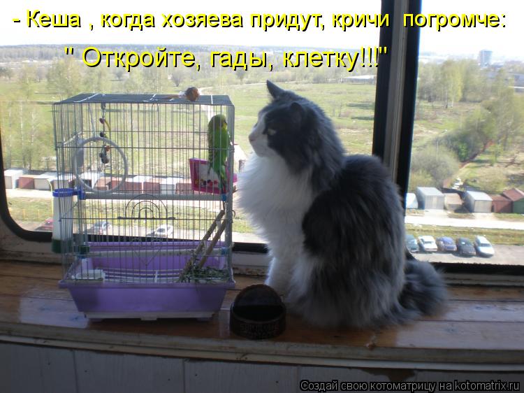 - Кеша , когда хозяева придут, кричи погромче: " Откройте, гады, клетку!!!"... Котоматрица: - Кеша , когда хозяева придут, кричи погромче: " Откройте, гады, клетку!!!"