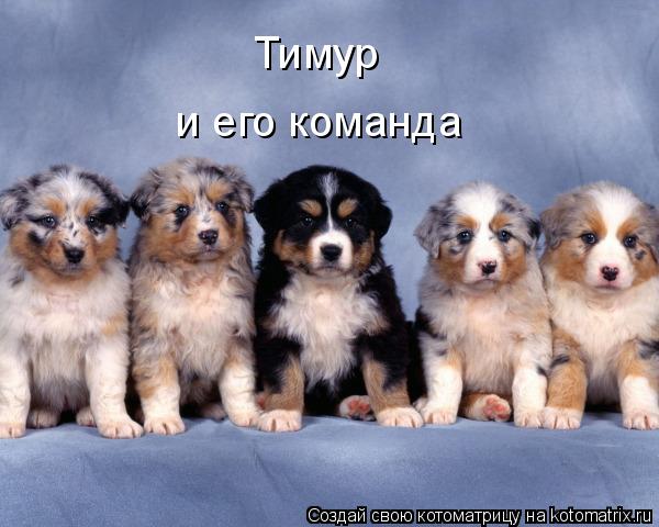 Тимур и его команда... Котоматрица: Тимур и его команда