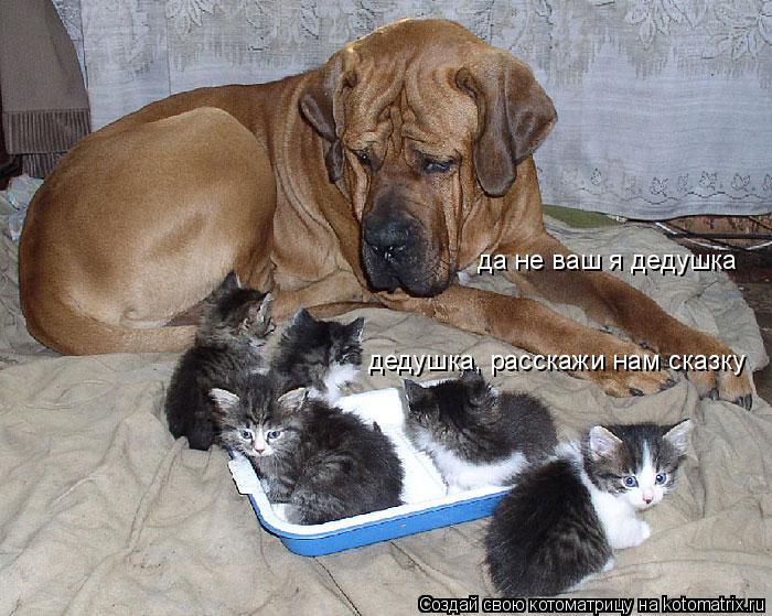дедушка, расскажи нам сказку да не ваш я дедушка... Котоматрица: дедушка, расскажи нам сказку да не ваш я дедушка