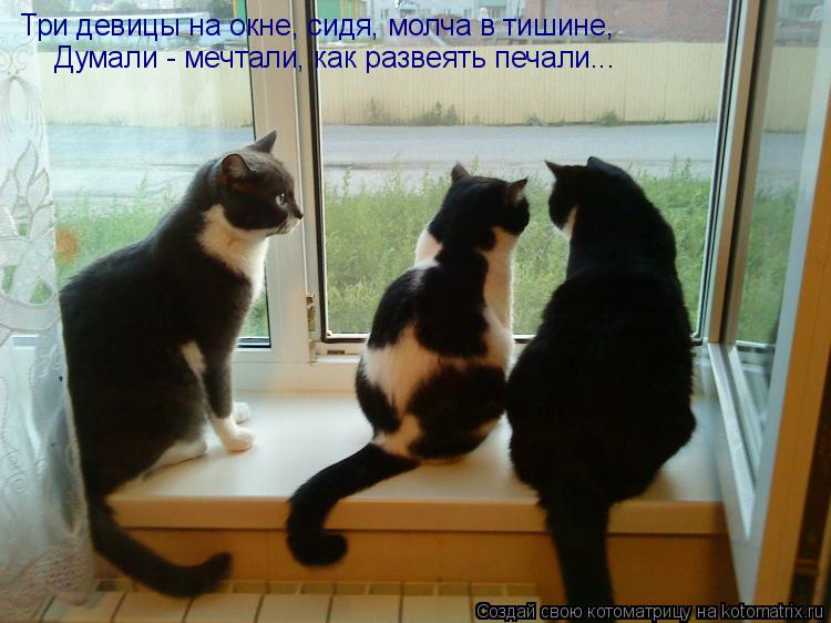 Три девицы на окне, сидя, молча в тишине, Думали - мечтали, как развеять печали...... Котоматрица: Три девицы на окне, сидя, молча в тишине, Думали - мечтали, как развеять печали...