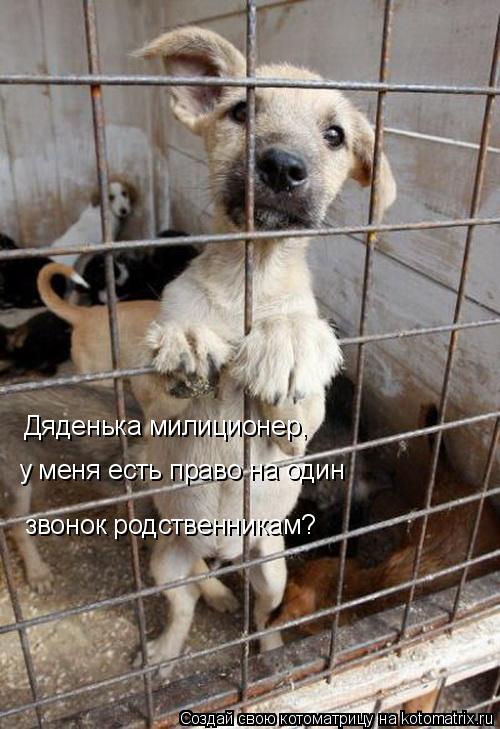 Дяденька милиционер, у меня есть право на один звонок родственникам?... Котоматрица: Дяденька милиционер, у меня есть право на один звонок родственникам?