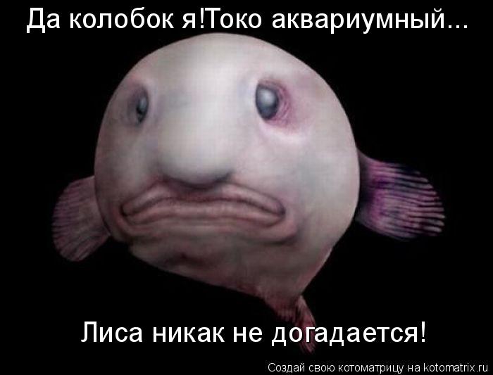 Да колобок я!Токо аквариумный... Лиса никак не догадается!... Котоматрица: Да колобок я!Токо аквариумный... Лиса никак не догадается!
