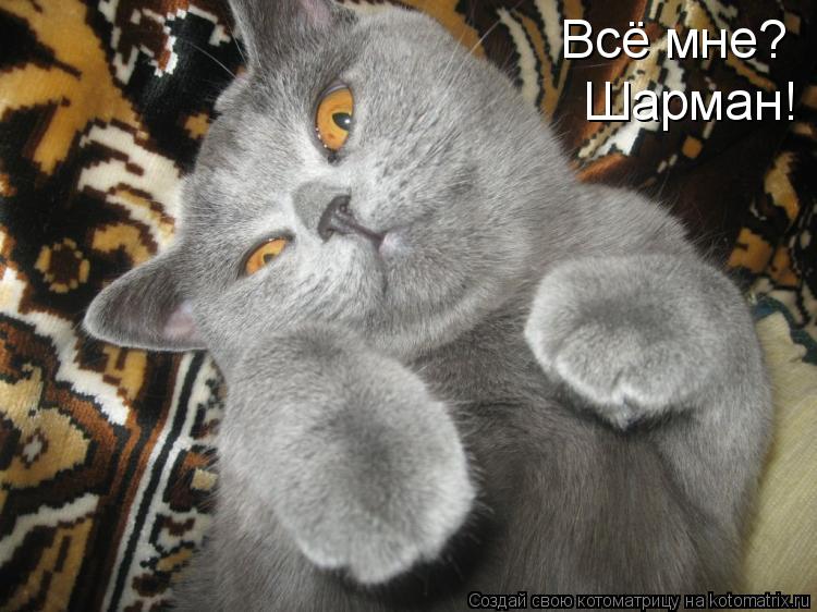 Всё мне? Шарман!... Котоматрица: Всё мне? Шарман!