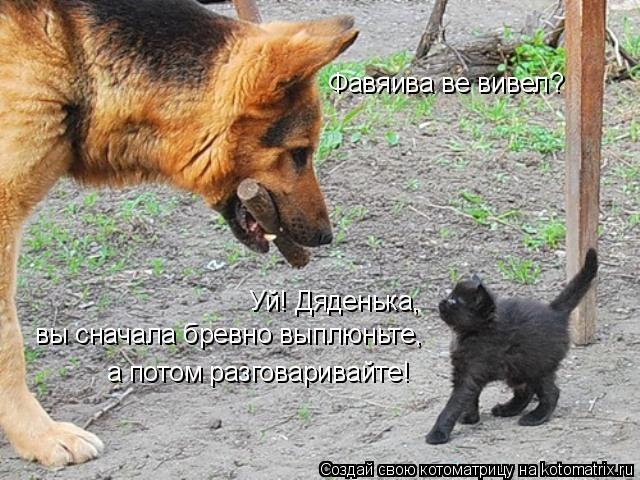 Фавяива ве вивел? Уй! Дяденька, вы сначала бревно выплюньте, а потом разговаривайте!... Котоматрица: Фавяива ве вивел? Уй! Дяденька, вы сначала бревно выплюньте, а потом разговаривайте!