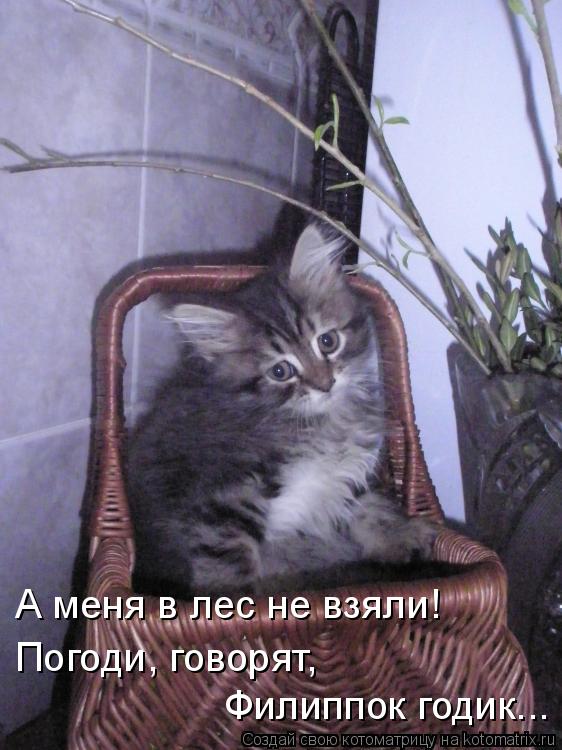 А меня в лес не взяли! Погоди, говорят, Филиппок годик...... Котоматрица: А меня в лес не взяли! Погоди, говорят, Филиппок годик...