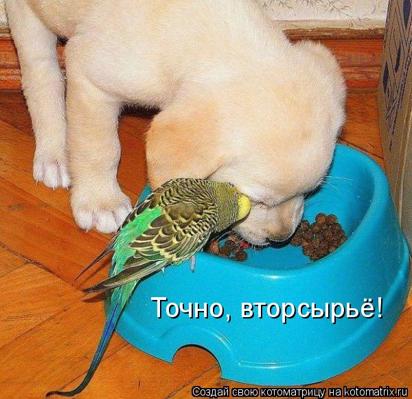 Точно, вторсырьё!... Котоматрица: Точно, вторсырьё!