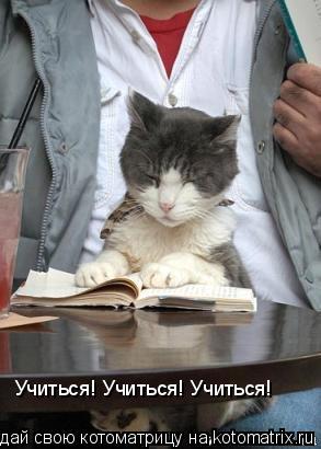 Учиться! Учиться! Учиться!... Котоматрица: Учиться! Учиться! Учиться!