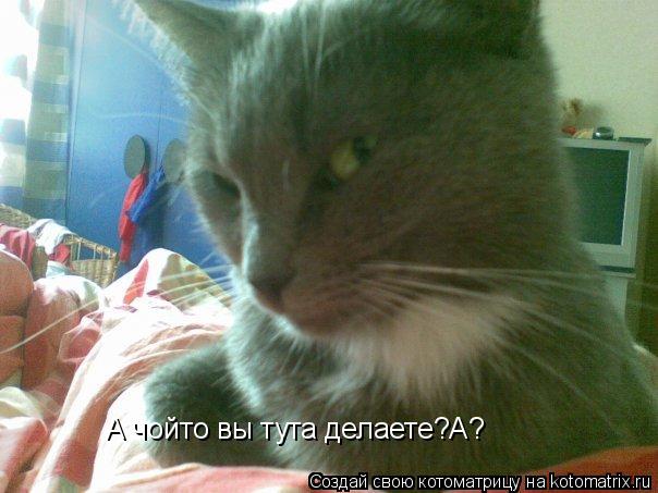 А чойто вы тута делаете?А?... Котоматрица: А чойто вы тута делаете?А?