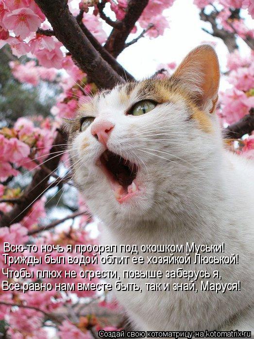 Всю-то ночь я проорал под окошком Муськи! Трижды был водой облит ее хозяйкой Люськой! Чтобы плюх не о... Котоматрица: Всю-то ночь я проорал под окошком Муськи! Трижды был водой облит ее хозяйкой Люськой! Чтобы плюх не огрести, повыше заберусь я, Все равно нам