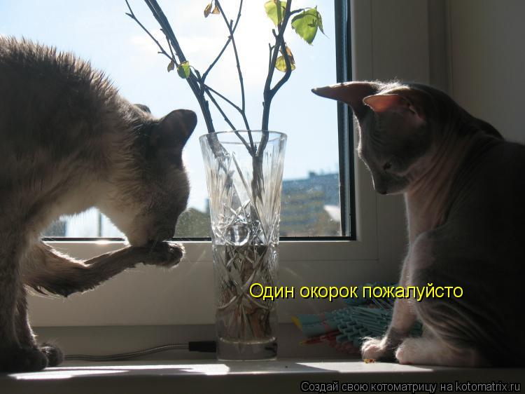 Один окорок пожалуйсто... Котоматрица: Один окорок пожалуйсто
