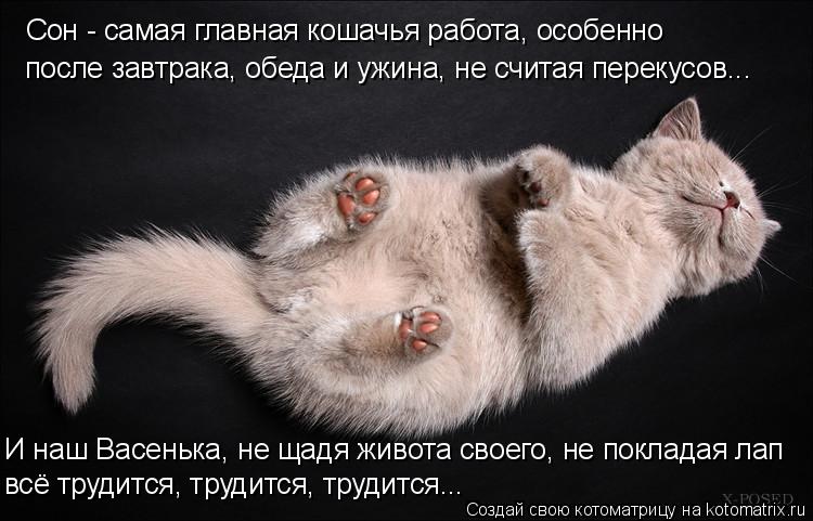 Сон - самая главная кошачья работа, особенно после завтрака, обеда и ужина, не считая перекусов... И ... Котоматрица: Сон - самая главная кошачья работа, особенно после завтрака, обеда и ужина, не считая перекусов... И наш Васенька, не щадя живота своего, не по
