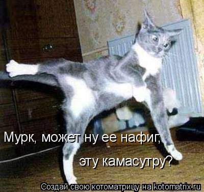 Мурк, может ну ее нафиг, эту камасутру?... Котоматрица: Мурк, может ну ее нафиг, эту камасутру?