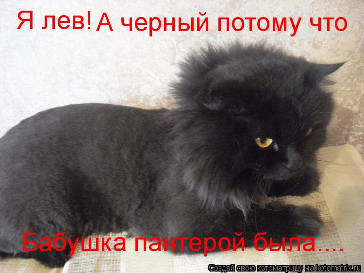Я лев! А черный потому что Бабушка пантерой была....... Котоматрица: Я лев! А черный потому что Бабушка пантерой была....