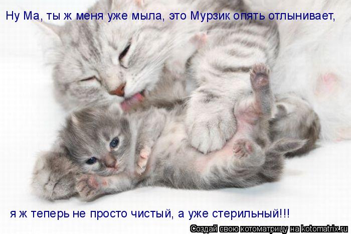 я ж теперь не просто чистый, а уже стерильный!!! Ну Ма, ты ж меня уже мыла, это Мурзик опять отлынива... Котоматрица: я ж теперь не просто чистый, а уже стерильный!!! Ну Ма, ты ж меня уже мыла, это Мурзик опять отлынивает,