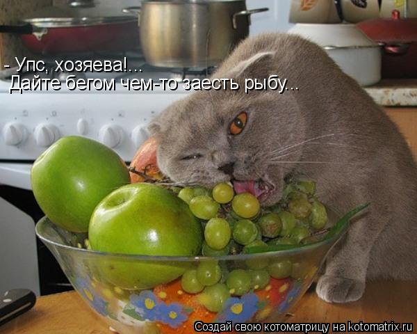 - Упс, хозяева!... Дайте бегом чем-то заесть рыбу...... Котоматрица: - Упс, хозяева!... Дайте бегом чем-то заесть рыбу...