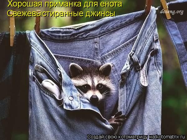 Хорошая приманка для енота Свежевыстиранные джинсы... Котоматрица: Хорошая приманка для енота Свежевыстиранные джинсы