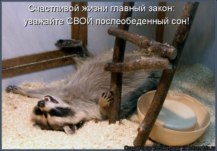 Котоматрица: уважайте СВОЙ послеобеденный сон! Счастливой жизни главный закон: