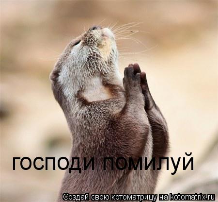 господи помилуй... Котоматрица: господи помилуй