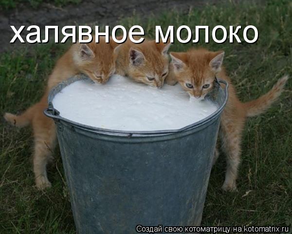 халявное молоко... Котоматрица: халявное молоко