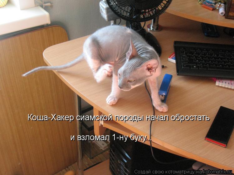 Коша-Хакер сиамской породы начал обростать и взломал 1-ну буку...... Котоматрица: Коша-Хакер сиамской породы начал обростать и взломал 1-ну буку...