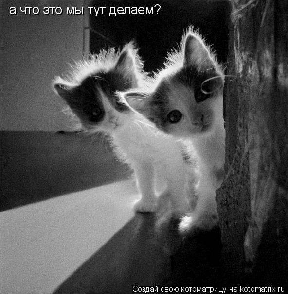 а что это мы тут делаем?... Котоматрица: а что это мы тут делаем?