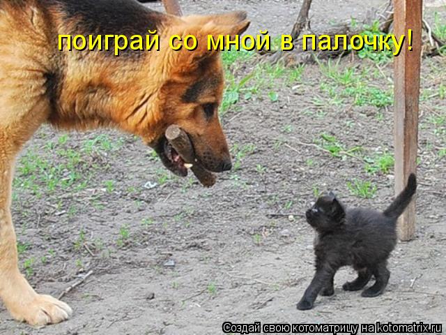 поиграй со мной в палочку!... Котоматрица: поиграй со мной в палочку!