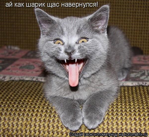 ай как шарик щас навернулся!... Котоматрица: ай как шарик щас навернулся!