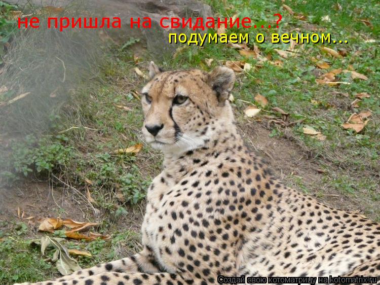 не пришла на свидание...? подумаем о вечном...... Котоматрица: не пришла на свидание...? подумаем о вечном...