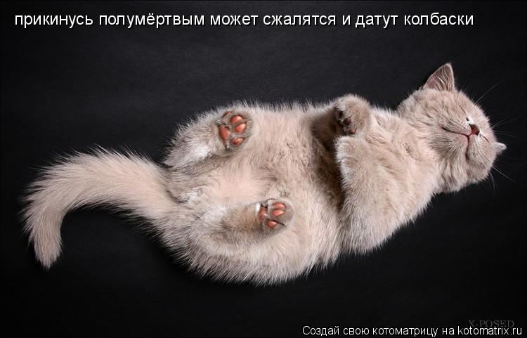прикинусь полумёртвым может сжалятся и датут колбаски... Котоматрица: прикинусь полумёртвым может сжалятся и датут колбаски