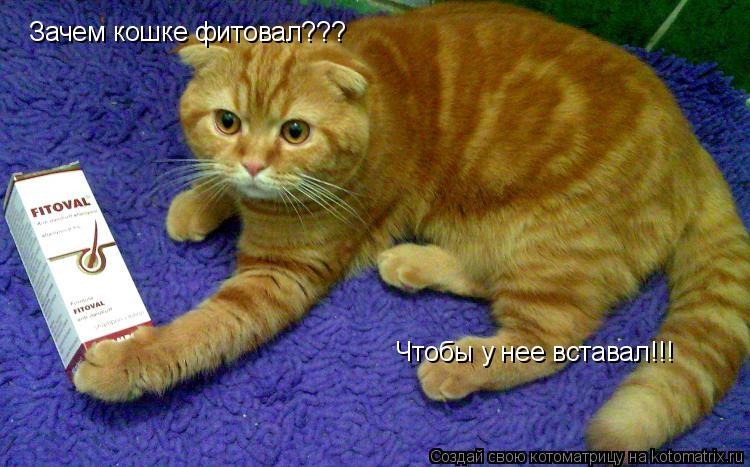 Зачем кошке фитовал??? Чтобы у нее вставал!!!... Котоматрица: Зачем кошке фитовал??? Чтобы у нее вставал!!!