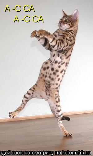 А -С СА А -С СА А -С СА... Котоматрица: А -С СА А -С СА А -С СА